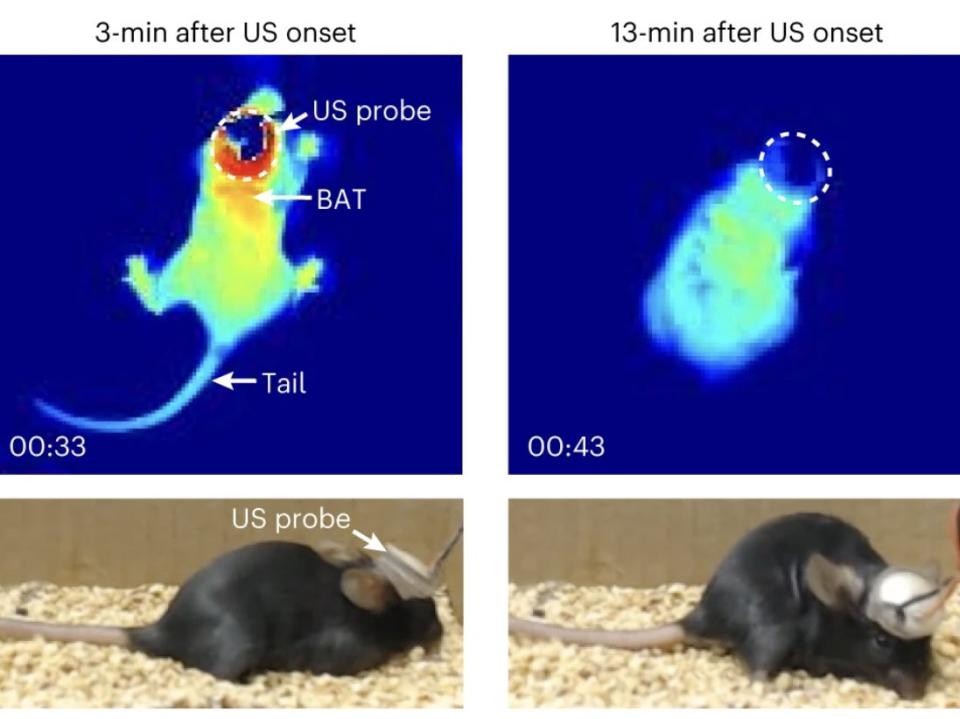 A set of images show experimental results from the study. The panels show the mouse's temperature jsut after and 13 minutes after stimulation with the ultrasounds. The mouse's temperature visibly drops 13 mins into the exercise.
