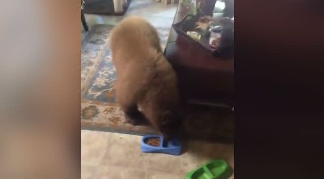 The baby bear headed straight for the cat food. Source: KTLA5