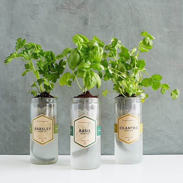 For apartment dwellers, passive hydroponic garden kits make it a cinch to grow herbs indoors.&nbsp;<a href="https://www.uncommongoods.com/product/kitchen-essentials-herb-planter" target="_blank" rel="noopener noreferrer"><strong>Get this herb planter from $18 to $25</strong></a>.