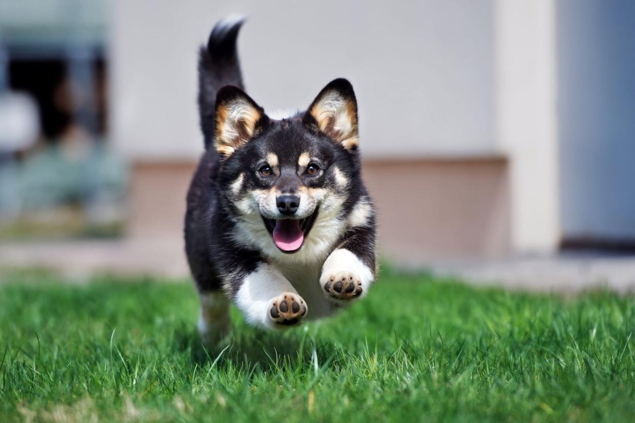 cute corgi with zoomies outside in the grass