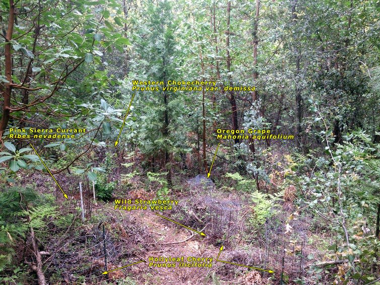 A labelled image of plants in a forest