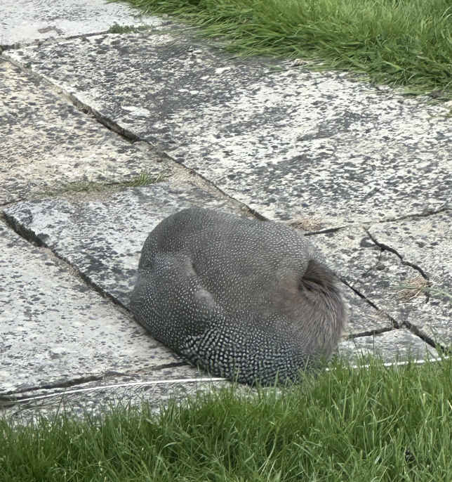 A guineafowl is curled up, resting on a stone path next to some grassy patches