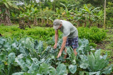 La restauración de ecosistemas en las Islas Galápagos busca erradicar las plantas invasoras.  