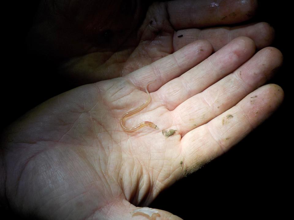 A European glass eel, the juvenile form of the European eel,  (Anguilla anguilla). The European eel is listed as critically threatened, currently at only 5 to 10% of its historic population. The eels cannot legally be exported from Europe but are poached there and sent to Asia to be grown out in eel farms and then sold as unagi, a Japanese grilled delicacy used in sushi and other dishes.