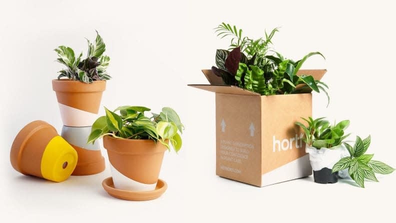 Horti offers fresh plants.