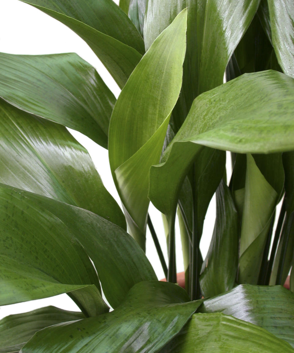 cast iron plant (Aspidistra elatior), potted plant