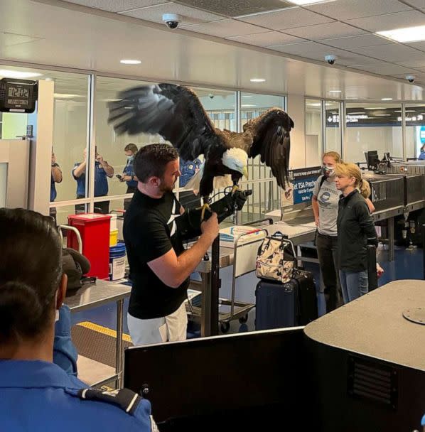 PHOTO: Daniel Cone, assistant director of the World Bird Sanctuary, holds Clark the Eagle, in an image posted to the TSA Southeast Region's Twitter account. (TSA Southeast Region via Twitter)