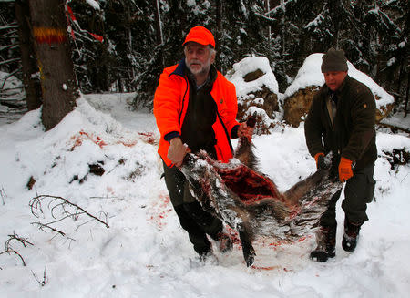 FILE PHOTO: A dead wild boar is carried by hunter Hans Hann (L) and hunter Michael Rissmann during a driven hunt event at a U.S. military training area in Hohenfels near Regensburg, Germany, December 14, 2012. REUTERS/Michaela Rehle/File Photo