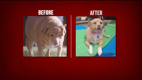 A before and after of one of the dogs featured on the show. (Photo: Animal Planet)