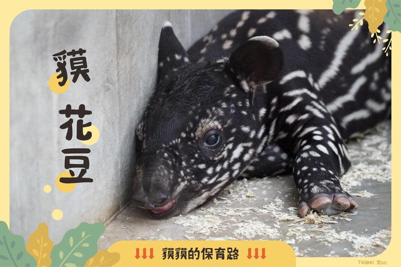 馬來貘寶寶命名活動，動物園今（4）日上午公布投票結果，最後由插畫家Cherng取名的「貘花豆」高票當選。（翻攝Taipei Zoo 臺北市立動物園臉書）