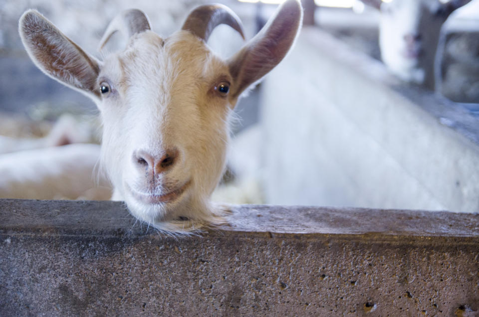 White goat curiously peers over his pen to see what we are doing. He looks like he is smiling. Cute and  comical shot.