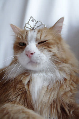 3. King Kitty