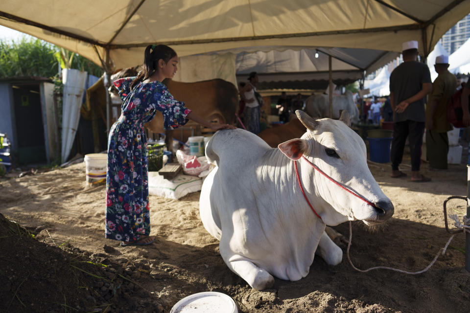 A Rohingya Muslim child comforts a cow which will be slaughtered for sacrifice during the Islamic holiday of Eid al-Adha, or the Feast of the Sacrifice, near a mosque in Selayang on the outskirts of Kuala Lumpur, Malaysia, Thursday, June 29, 2023. (AP Photo/Vincent Thian)