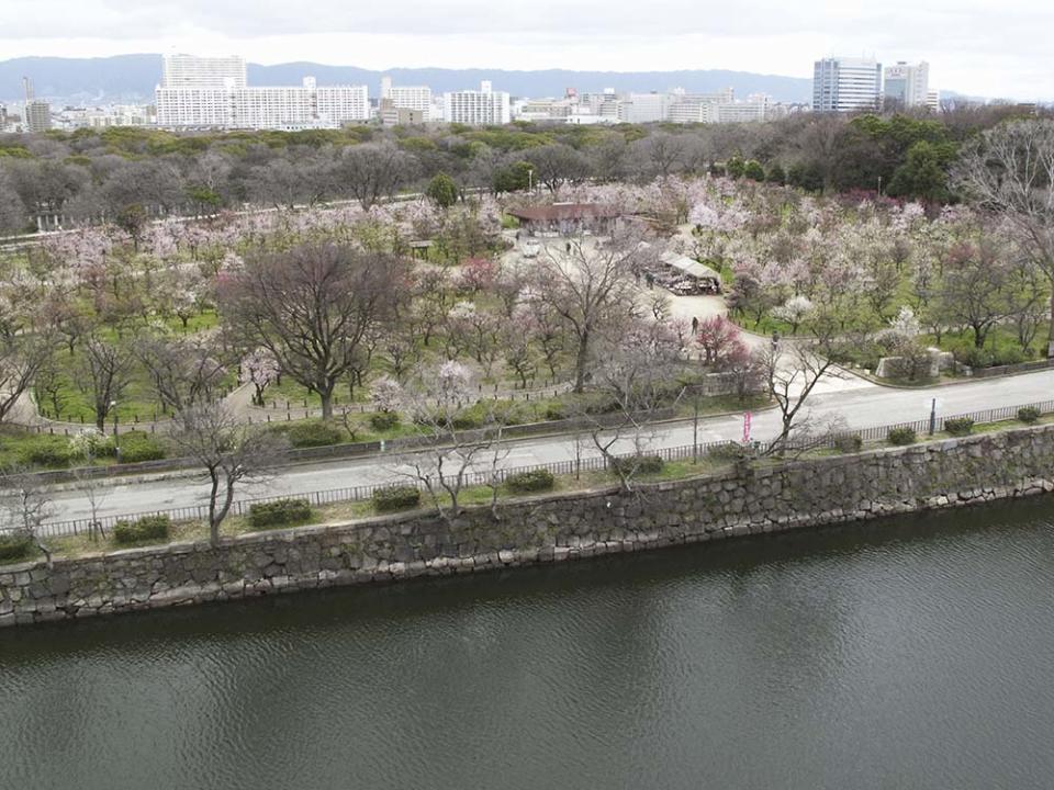 大阪城梅林（Image Source : Getty Creative/iStockphoto）