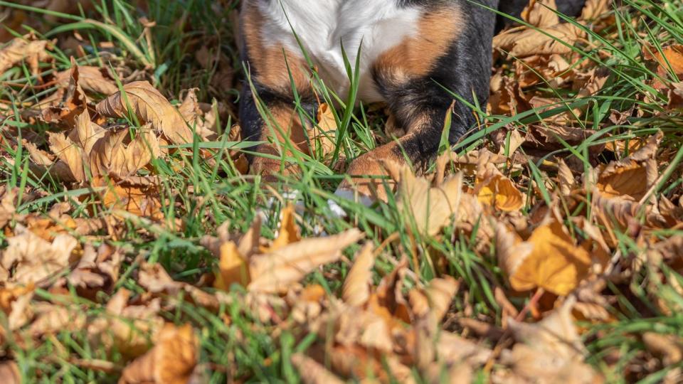 appenzeller sennenhund