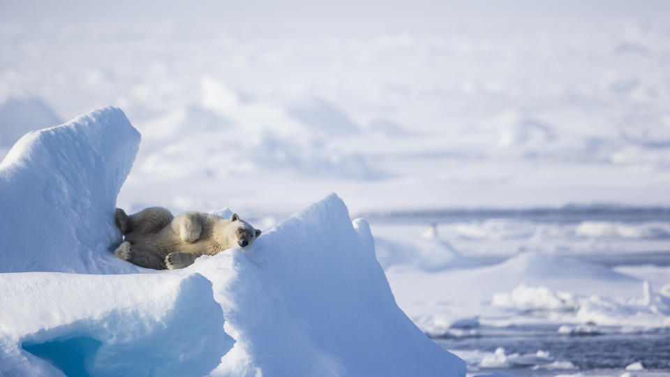 resting on an ice promontory, Ursus Maritimus, Spitzbergen, Svalbard