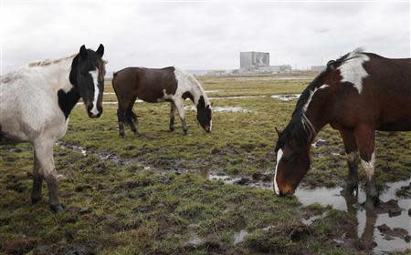 Horses are seen outside at Hartlepool nuclear power station just outside Seaton Carew, northeast England December 27, 2012. REUTERS/Suzanne Plunkett