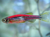 ALEXANDRIA, VA- APRIL 6: A GloFish swims in a aquarium at a pet store in Virginia, April 6, 2004 in Alexandria, Virginia. The trademarked fish is genetically engineered and California is the only state to ban the species. (Photo by Mark Wilson/Getty Images)