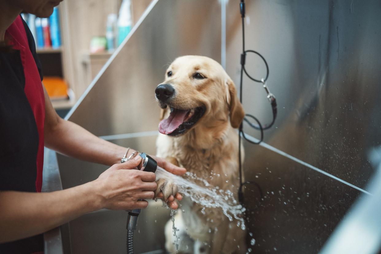 Groomer working with a golden retriver dog in pet grooming salon.