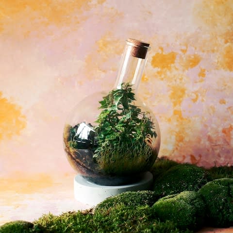 London Terrariums arrangement - Credit: London Terrariums