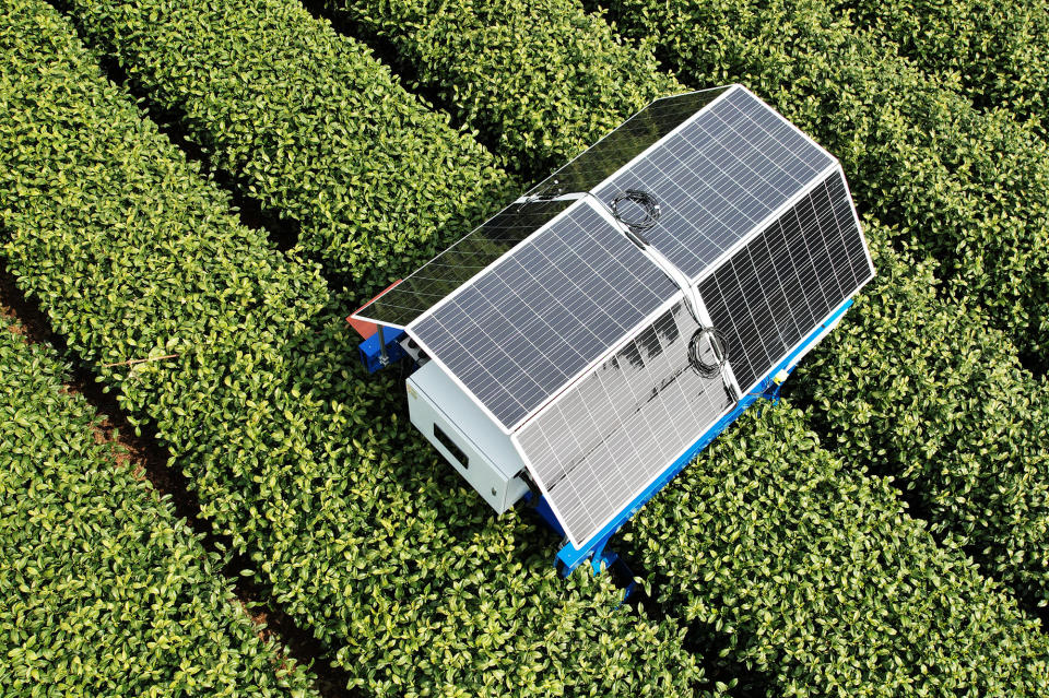 The solar-powered robot uses AI technology to gather tea sprouts with automatic optical identification.