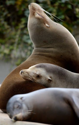 A sea lion sleeps at the zoo in Wuppertal, western Germany, on April 19, 2012. Study shows how some mammals, such as sea lions, collapse their lungs in order to avoid decompression sickness caused by nitrogen gas in the bloodstream