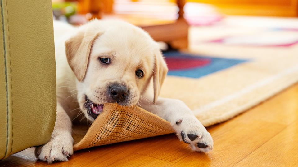 Puppy chewing rug