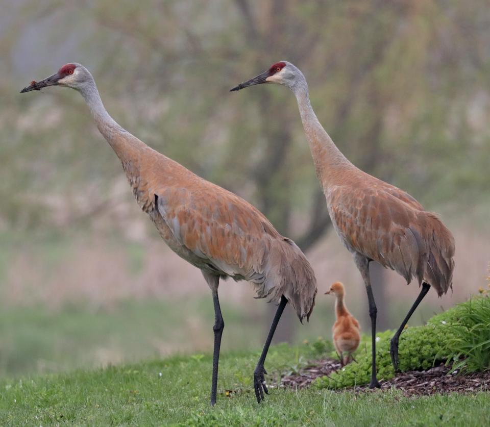 Sandhill crane pairs raise one or two chicks each year. Crane parents are typically "partners for life," according to experts at the International Crane Foundation.