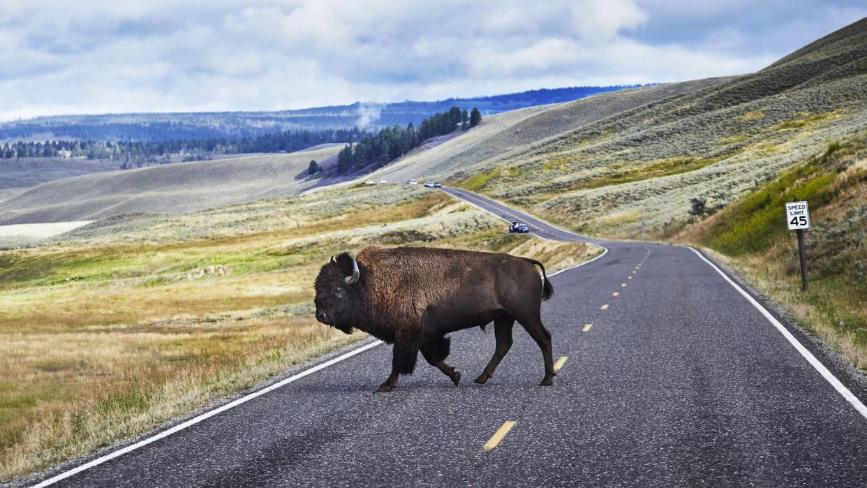  Bison crossing road, Yellowstone National Park, Canyon Village, Wyoming, USA. 