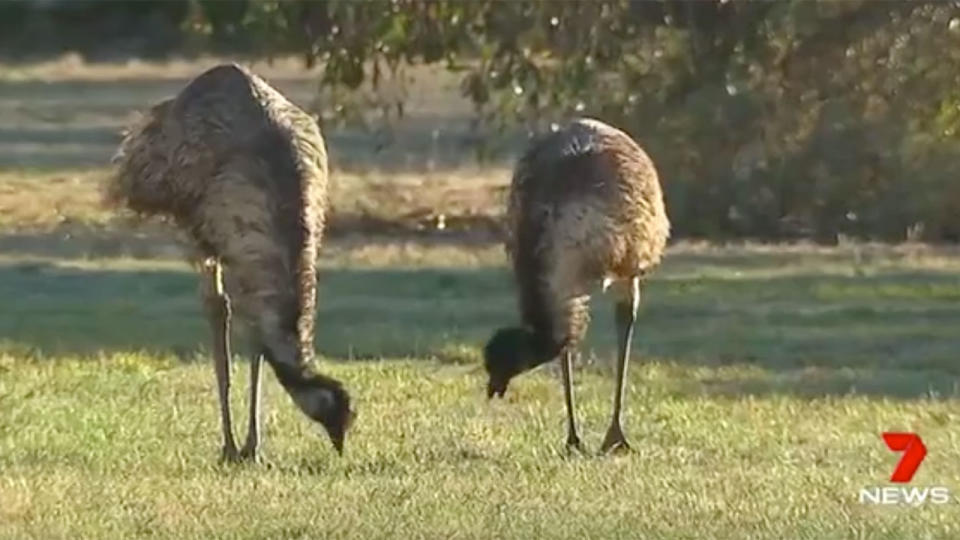 A South Australian town has been invaded by a mob of hungry emus. Source: 7News