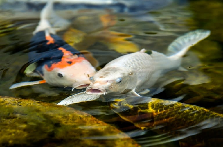 Unbekannte haben in Mecklenburg-Vorpommern rund 80 Zierfische aus einem Gartenteich gestohlen. Die etwa 50 Kois und 30 Goldfische im Wert von mehr als 5000 Euro verschwanden von einem Grundstück in Wölzow, wie die Polizei in Ludwigslust mitteilte. (PHILIPPE HUGUEN)