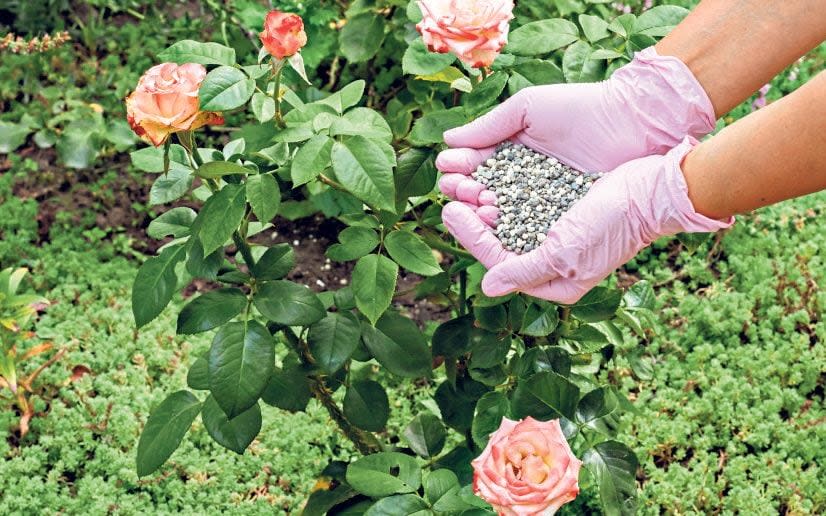 How to protect plants in your garden during a heatwave - Getty Images 