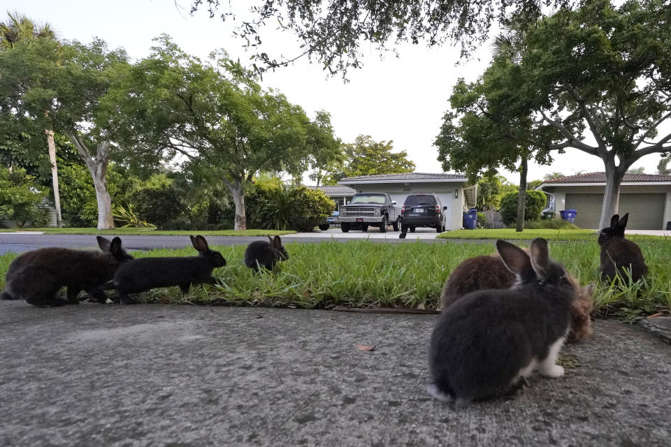 Rabbits gather on a lawn, Tuesday, July 11, 2023, in Wilton Manors, Fla. The Florida neighborhood is having to deal with a growing group of domestic rabbits on its streets after a breeder illegally let hers loose. Residents are trying to raise $20,000 to $40,000 needed to rescue them and get them into homes. (AP Photo/Wilfredo Lee)