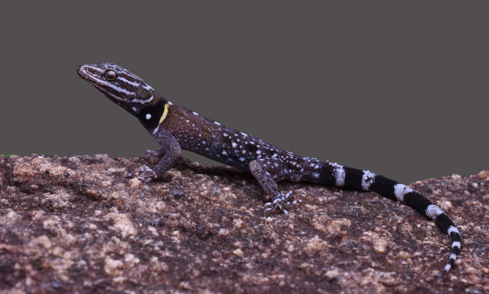A male Cnemaspis sundara, or sundar dwarf gecko, perched on a rock.