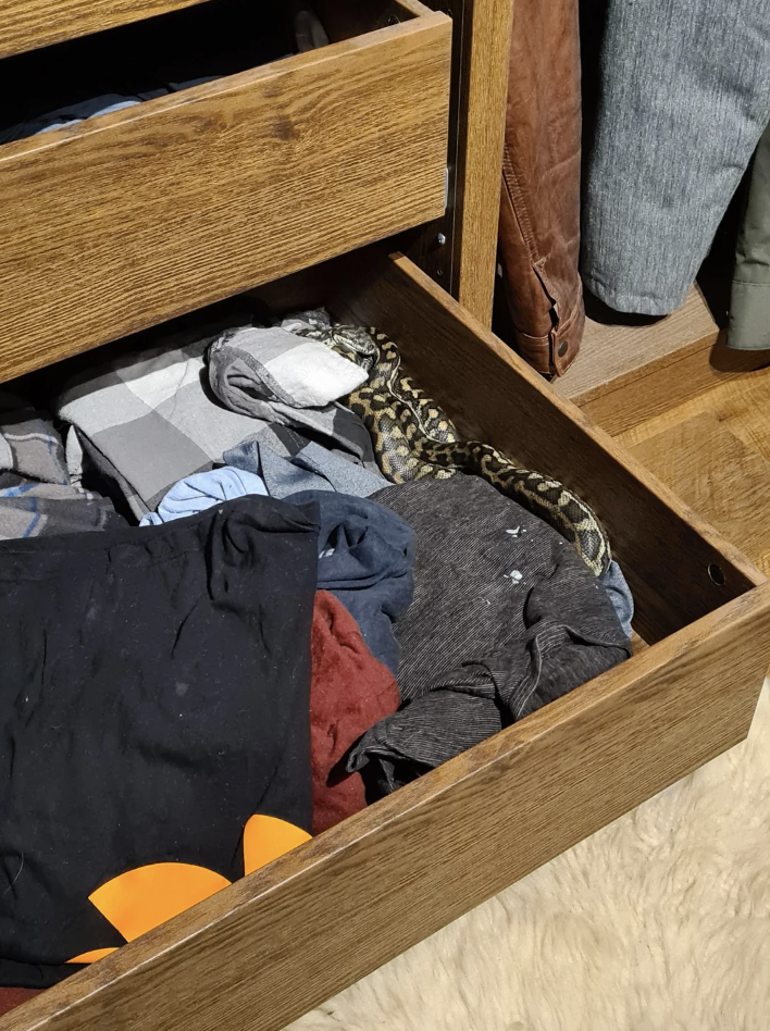 Person discovering a snake in a drawer with clothes