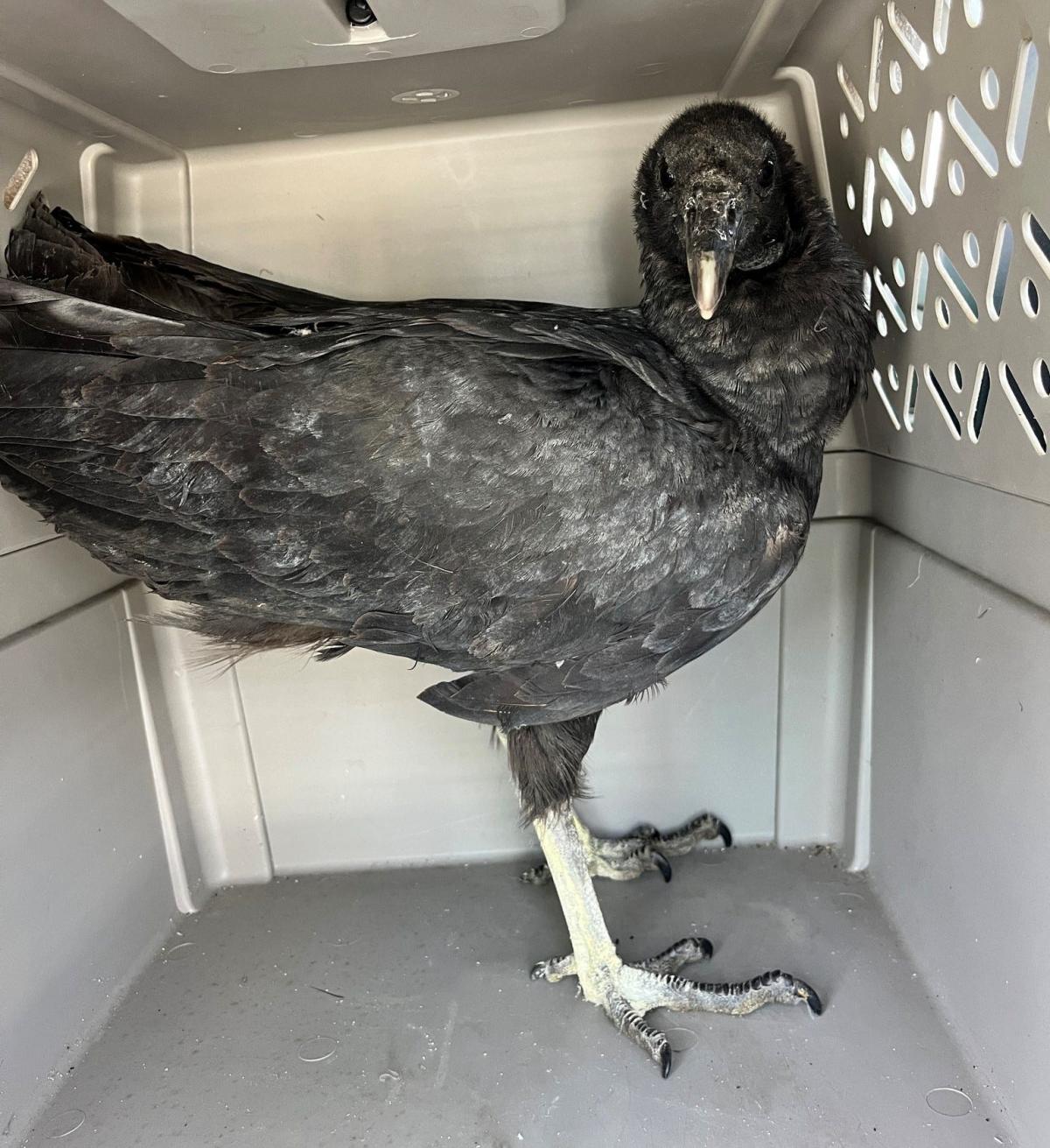 'Too drunk to fly': Intoxicated vultures rescued in Connecticut, fed ...