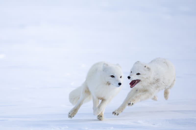 The Wider Image: Norway gives Arctic foxes a helping hand amid climate woes