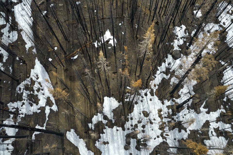 Burned trees stand near patches of melting snow at the site of the 2021 Caldor Fire, Monday, April 4, 2022, near Twin Bridges, Calif. As wildfires intensify across the West, researchers are studying how scorched trees could lead to a faster snowmelt and end up disrupting water supplies. Without a tree canopy, snow is exposed to more sunlight. (AP Photo/Brittany Peterson)