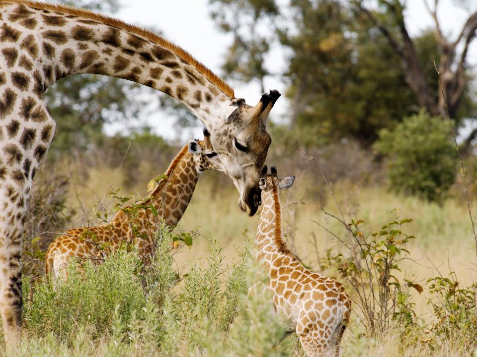 giraffe and calves