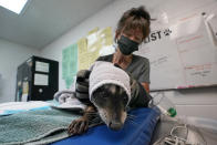 Dana Fasolette uses a towel to hold a raccoon under treatment for burns at the Gold Country Wildlife Rescue in Auburn , Calif., Saturday, Oct. 2, 2021. As wildfires die down in the far western United States, wildlife centers are still caring for animals that were injured or unable to flee the flames.(AP Photo/Rich Pedroncelli)