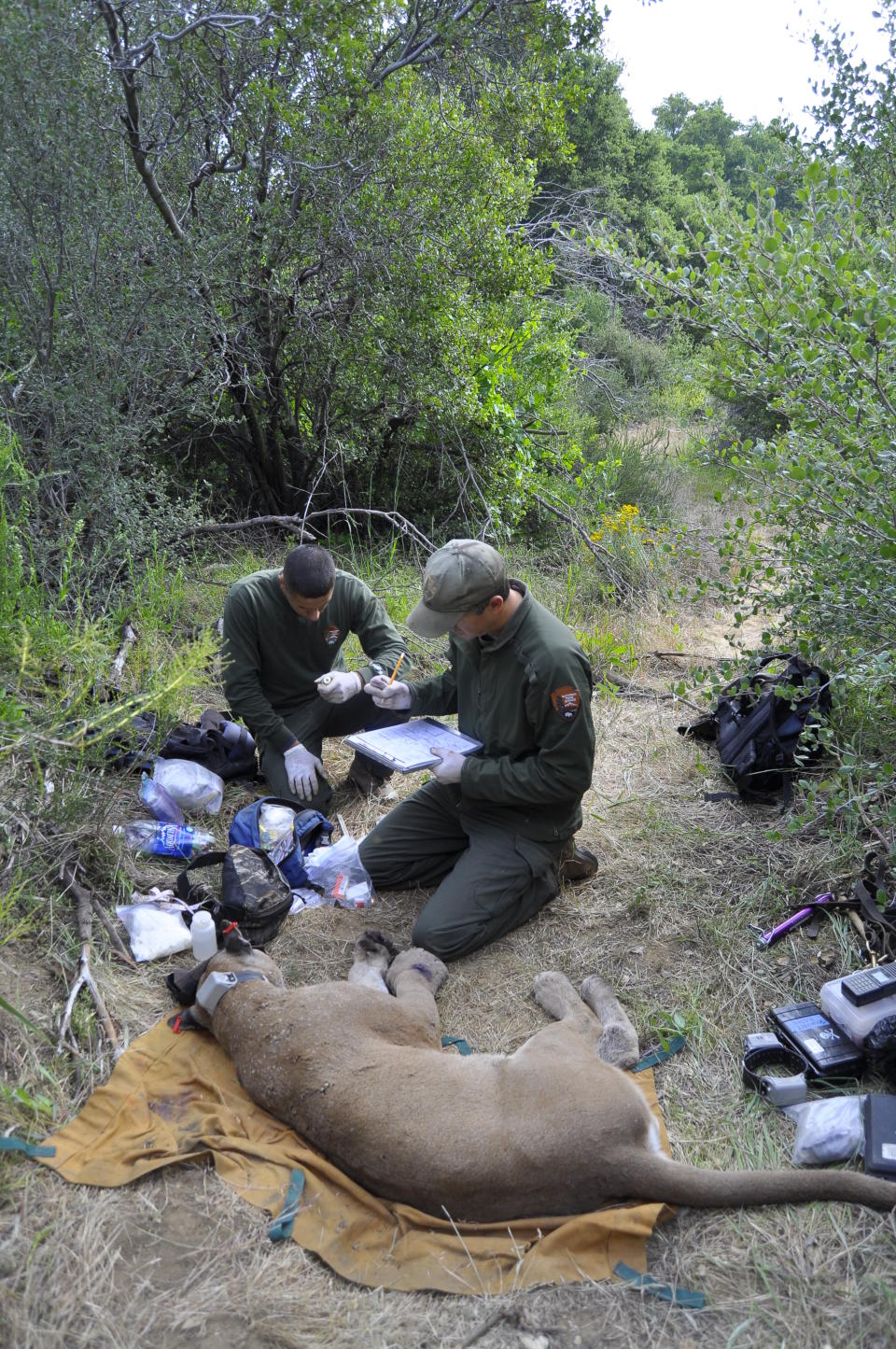 A male mountain lion known as P-21 is captured in Santa Monica Mountains National Recreation Area on June 4, 2011. Los Angeles and Mumbai, India are the world’s only megacities of 10 million-plus where large felines breed, hunt and maintain territory within urban boundaries. Long-term studies in both cities have examined how the big cats prowl through their urban jungles, and how people can best live alongside them. (National Park Service via AP)