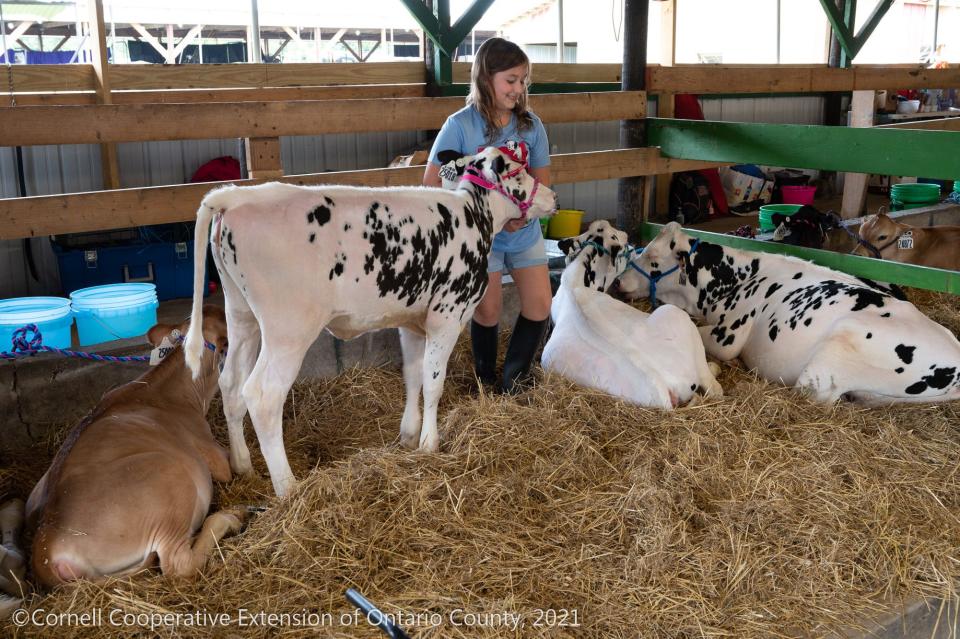 Calves get some TLC during a past Ontario County Fair. This year, the fair opens July 25 and continues daily through July 29.