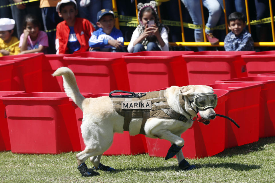 <p>CIUDAD DE MÉXICO Marine/Marina-Frida la perra de rescate Frida entre el público asistente en el Día de la Marina en las instalaciones de la Marina en la Ciudad de México, 14 de octubre de 2017. Foto: Agencia EL UNIVERSAL/Luis Cortés/MAVC </p>