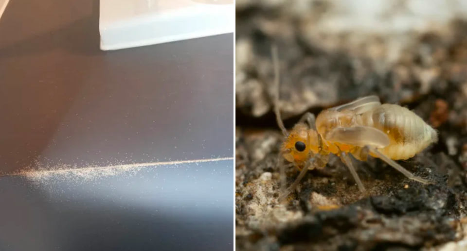 A booklice infestation can look like a pile of white dust (left image). Close up of an individual louse (right image).