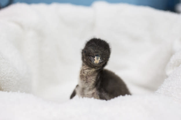 An incredibly small bird rests on a blanket