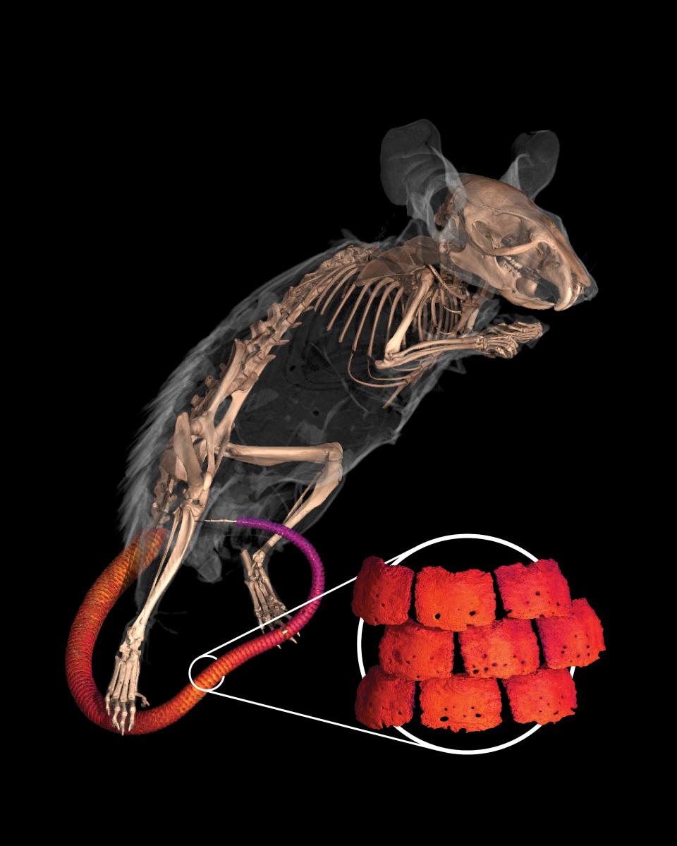 CT scan of spiny mousse