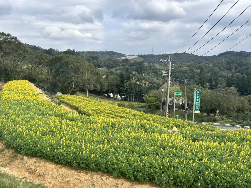 目前展區內的三水茗園的魯冰花已搶先開花。   圖：桃園市政府客家事務局／提供