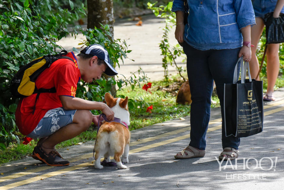 Corgi Gathering at Tanjong Beach