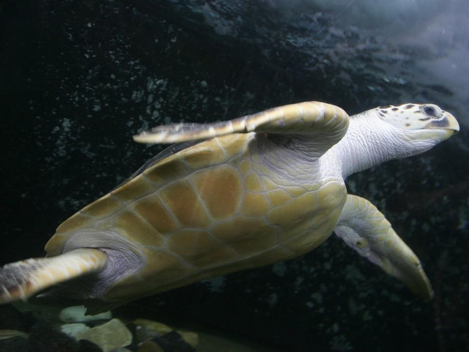 A leatherback swimming under water (Cameron Spencer/Getty)