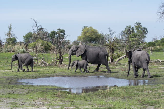 African elephants (Loxodonta africana) with a baby elephant...